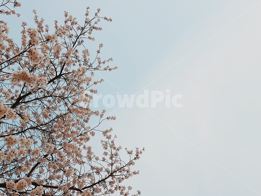 벚꽃,하늘,꽃,분홍꽃,하늘색,구름,자연,봄,계절,spring,season,식물,자연,plants,nature,꽃,flower,plant