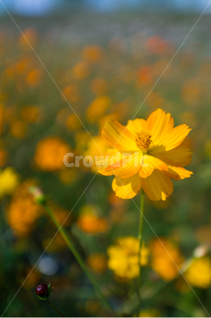 자연,풍경,꽃,꽃밭,식물,flower,가을,계절,fall,autumn,season,식물,자연,plants,nature,꽃,flower,plant,daisy,데이지,daisies,blossom