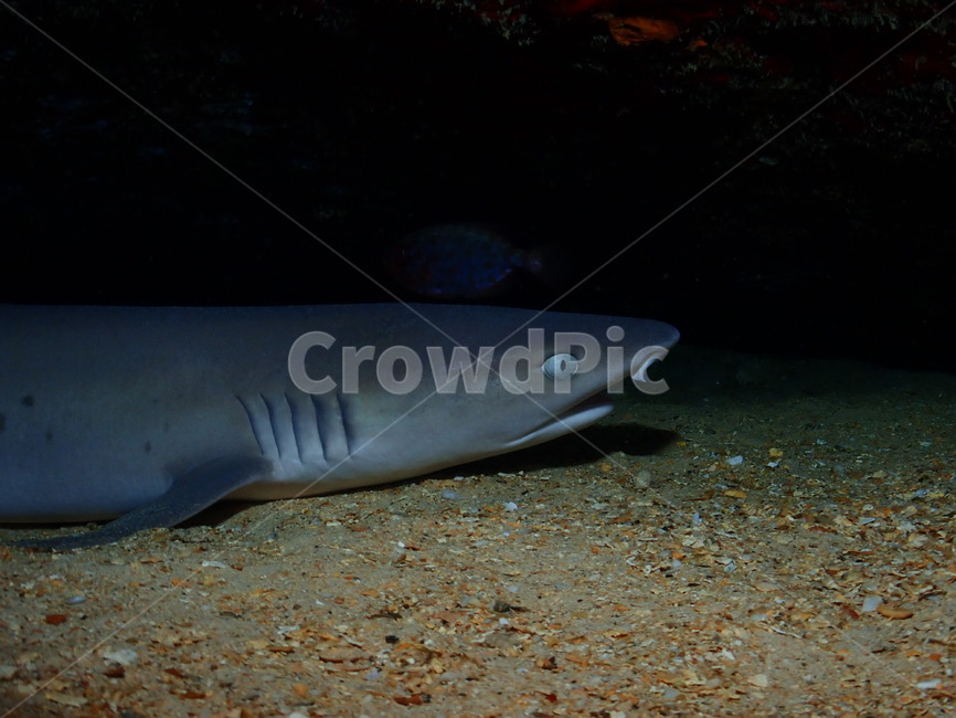 상어,바다,수중세계,모험,도전,동물,animal,어류,물고기,fish