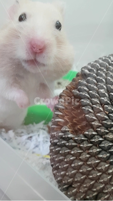 hamster,goldenhamster,햄스터,골든햄스터,eating,먹는중,귀여움,귀여운,cute,pet,펫,애완동물,해바라기씨,sumflowerseed