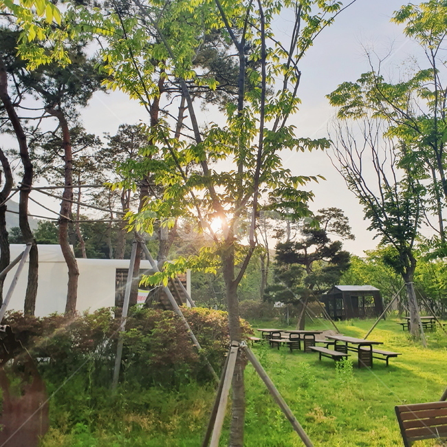 나무,노을,빛,몽환,공원