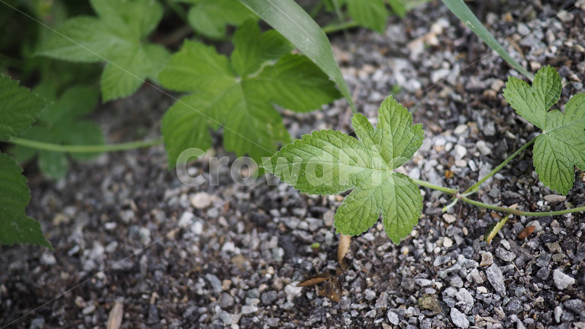 식물,잎사귀,그린,돌,plant