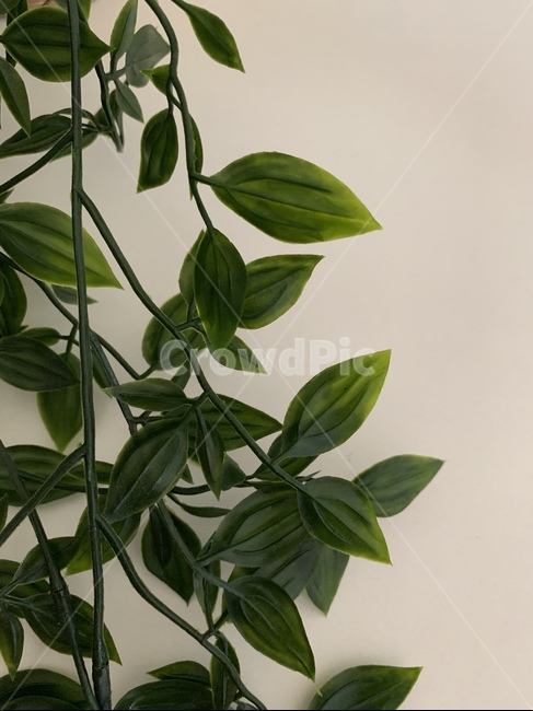 식물,plant,잎,leaf,자연,nature,조화,인테리어,힐링,실내,interior,healing,식물,자연,plants,nature