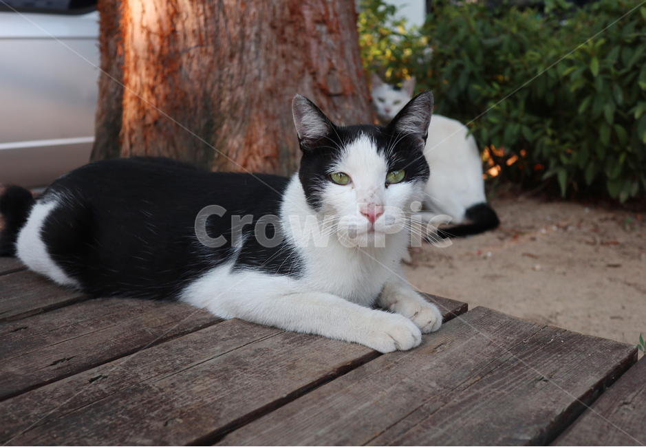 고양이,동물,길냥이,코숏,냥이,코리안숏헤어,동물,animal,포유류,mammal,고양이,cat,kitten,kitty