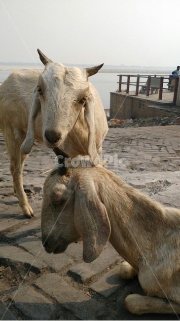 동물,염소,goat,nature,animal,동물,animal,포유류,mammal