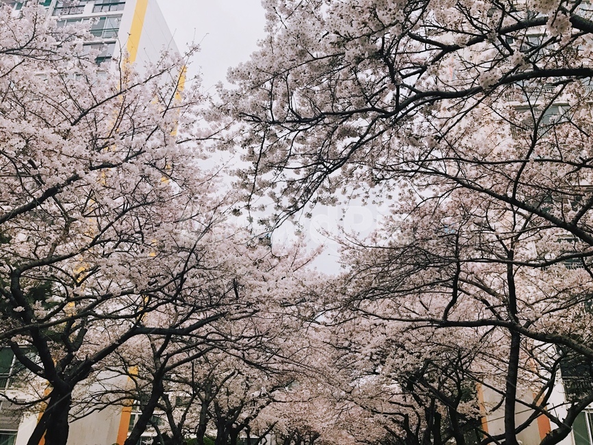 벚꽃,봄,꽃,flower,분홍,봄,계절,spring,season,자연,풍경,nature,landscape,plant,식물