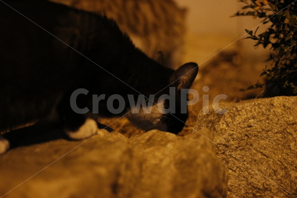 고양이,반려동물,유기묘,길냥이,애완동물,cat,pet,kitten,아기고양이,코숏,코리안숏헤어,동물,animal,캣맘,캣대디,동물,animal,고양이,cat,kitten,kitty,포유류,mammal