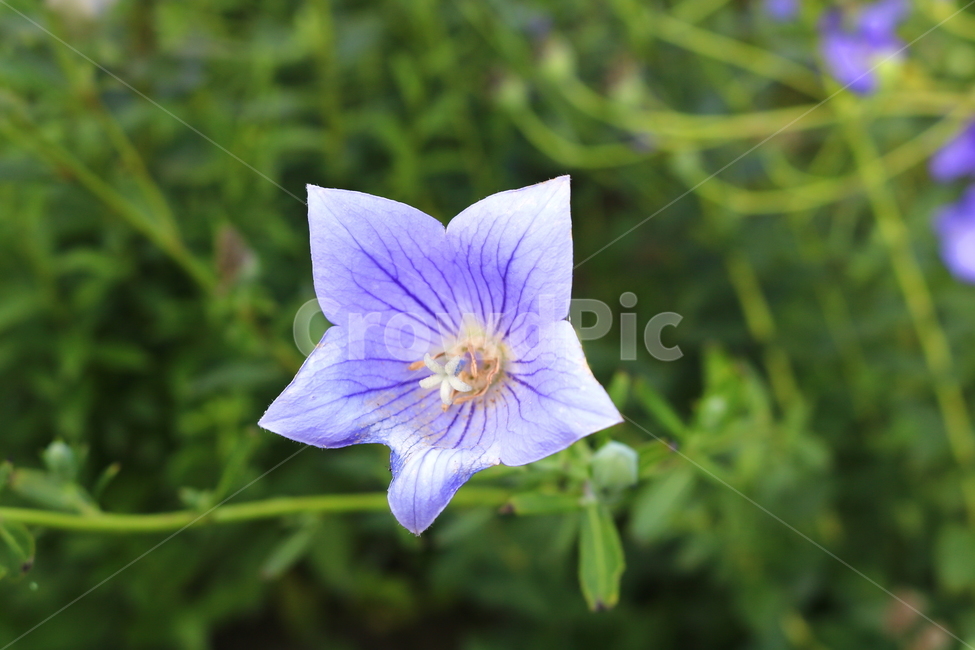 꽃,도라지꽃,도라지,식물,야생화,보라색꽃,자연,들꽃,식물,자연,plants,nature,꽃,flower