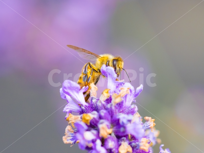 벌,라벤더,라벤다,꿀벌,꿀,꽃,flower,bee,lavender,곤충,동물,벌레,침,식물,자연,plants,nature,꽃,flower,동물,animal,곤충,벌레,insect,bug