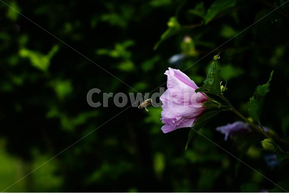 꽃,무궁화,우리나라꽃,식물,flower,무궁화꽃,국화,나무,삼일절,애국심,야생화,대한민국의상징,속씨식물,아욱과,나라꽃,씨앗,열매,꽃잎,붉은색,무궁화정신,쌍떡잎식물,근화,흰색,연분홍색,분홍색,단체수술,공원,조경,무궁화과,식물,자연,plants,nature,꽃,flower