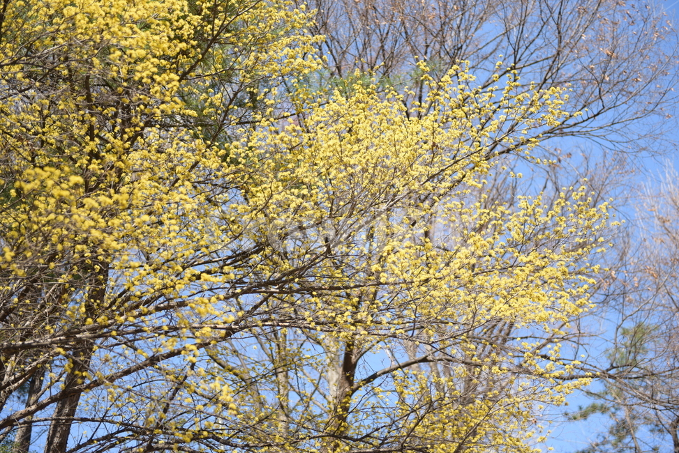tree,나무,식물,꽃,봄,plant,treetrunk,나무줄기,힐링,꽃놀이,자연,nature,flowers,계절,공원,배경