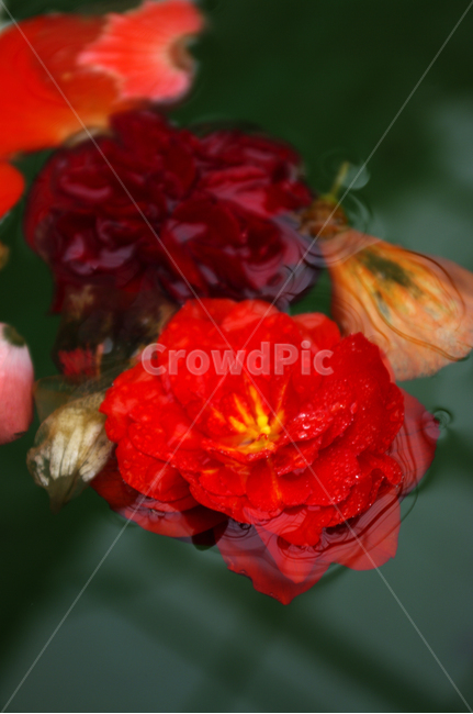 꽃,식물,flower,plant,color,식물,자연,plants,nature,꽃,flower