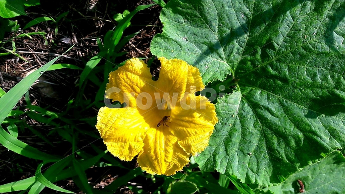 호박꽃,노란꽃,꽃,벌,flower,밭
