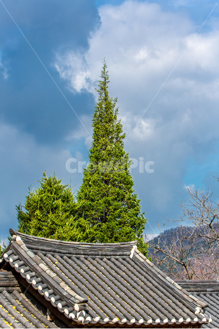 고택,기와,전통,가을,선,구름,한국전통,한국문화,korean traditional,korean culture,식물,자연,plants,nature,나무,trees,wood,건축물,건물외관,exterior,building,structure,architecture,construction