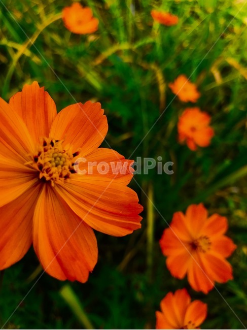 꽃,바카블베,코스모스,이쁜꽃,플라워,식물,자연,plants,nature,꽃,flower
