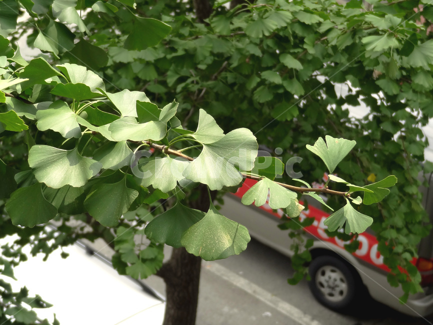 leaf,잎,plant,식물,은행잎,은행나무,초록색,가을,계절,green,leaves,tree,branch,ginkgo,식물,자연,plants,nature