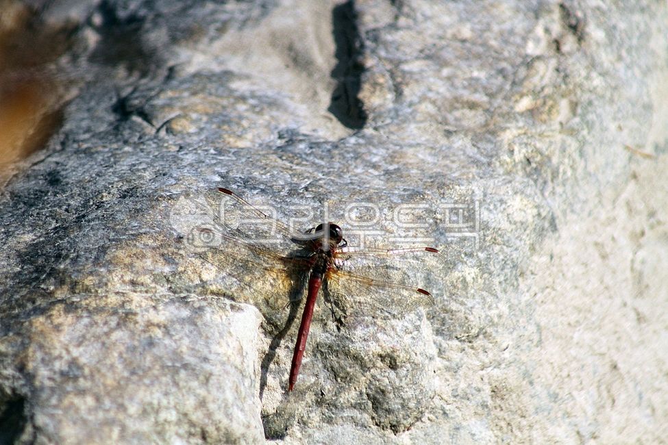 곤충,잠자리,교미,강,개울,날개,곤충날개,날개짓,옥외,자연,물,water,stream,river,물결,파동,wave,짝짓기,잠자리교미,곤충교미,nature,고추잠자리,dragonfly,암컷,수컷,메밀잠자리,연못,pond,가을,fall,autumn