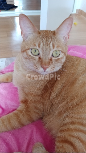 고양이,cat,치즈태비,반려묘,동물,pet,뚱냥이