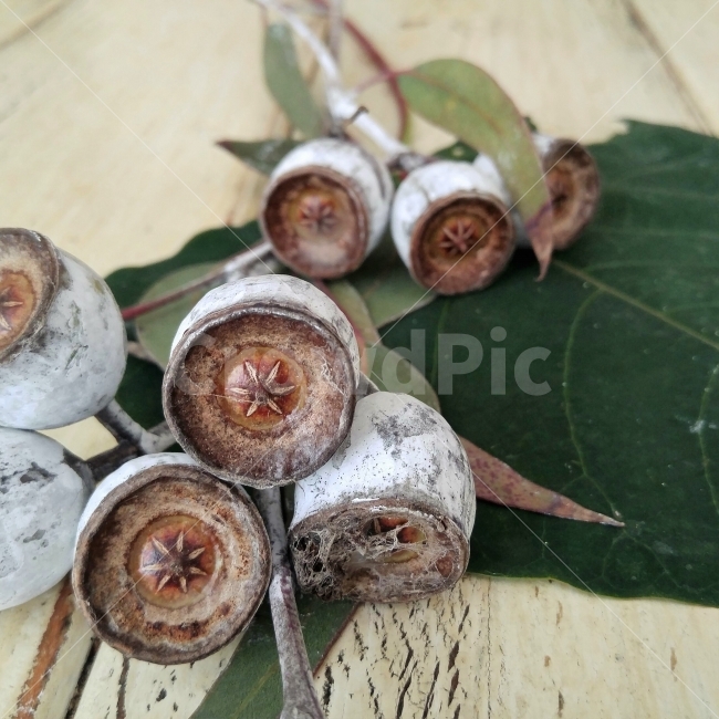 나무열매,유칼립투스,신기한모양,향기도좋다,아름다운자연,Eucalyptus,beautyofnature,음식,식재료,요리,food,cook,meal,dishes,food reserves,과일,열매,fruit