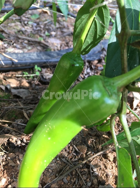 plant,식물,고추,고추밭,농사,흙,땅,농업,농사,agriculture,farming,farming industry