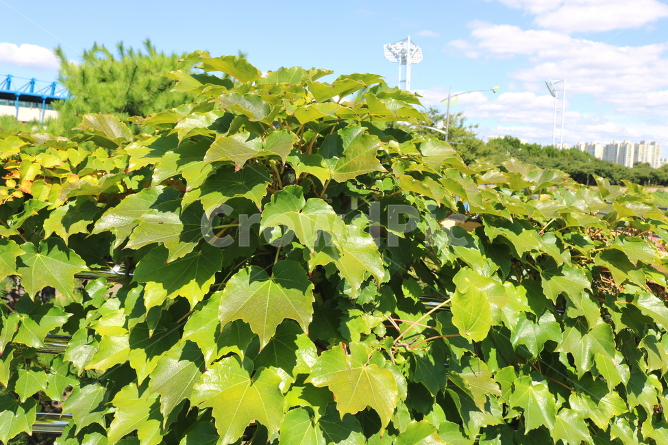 담쟁이덩굴,덩굴,식물,포도과,나무,자연,풍경,넝쿨,담쟁이,식물,자연,plants,nature