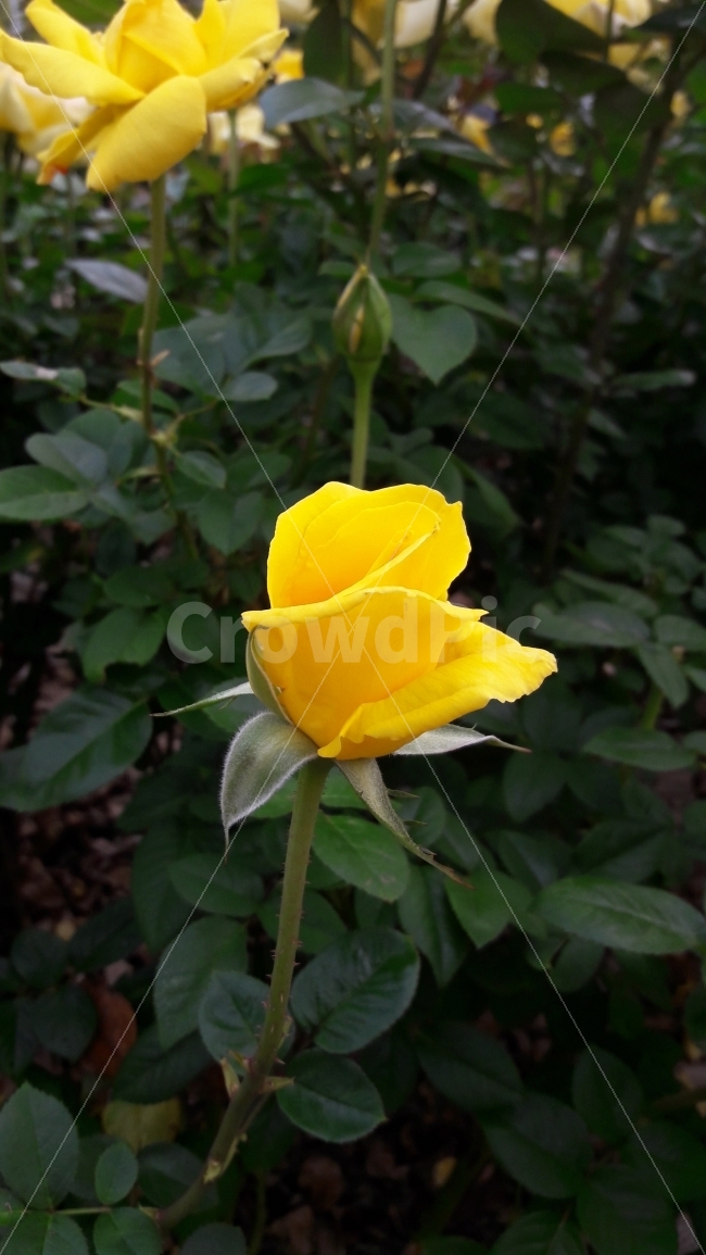 꽃,장미,노랑,봉우리,우정,식물,자연,plants,nature,꽃,flower