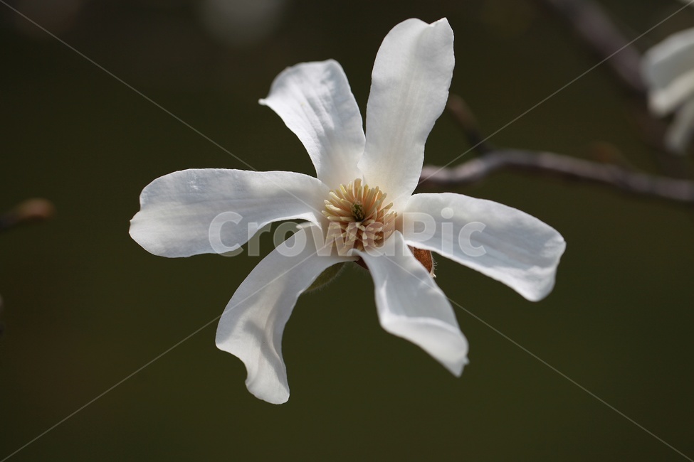 목련,별목련꽃,흰꽃,봄꽃,목련화,봄,계절,spring,season,식물,자연,plants,nature,꽃,flower,plant