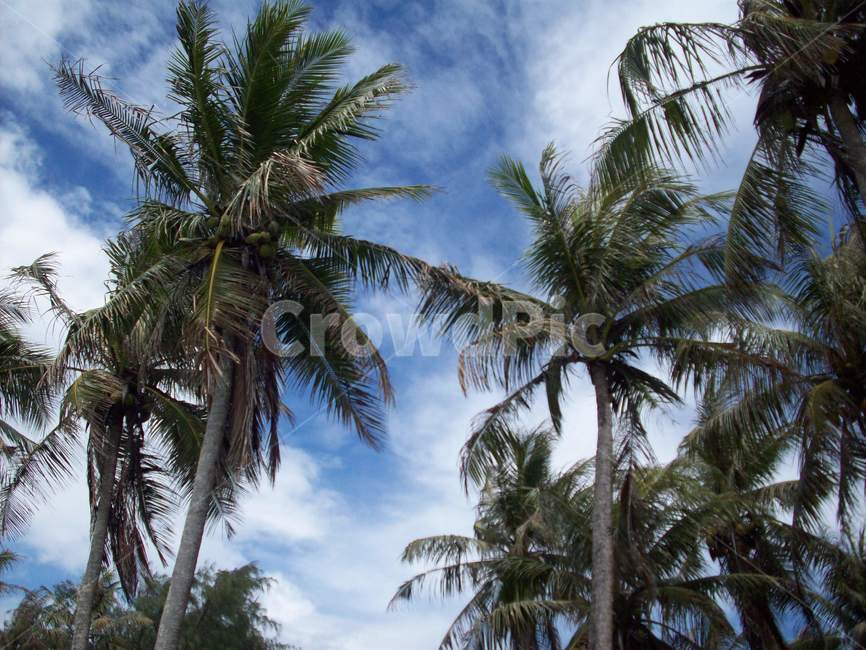 괌,야자수,guam,나무,나무들,야자수들,식물,자연,plants,nature,나무,trees,wood
