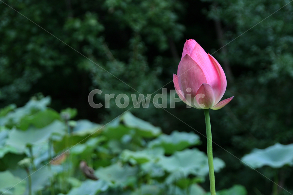 연꽃,plant,식물,blossom,꽃,flower