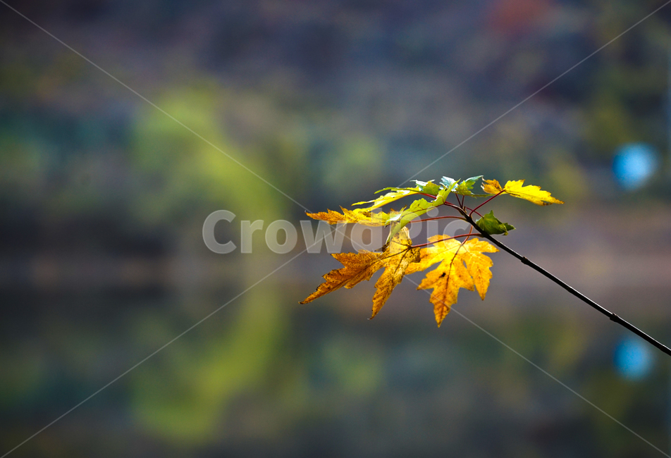 가을,단풍,계절,감성,나뭇잎,식물,자연,가을,계절,fall,autumn,season,plant,leaf,잎
