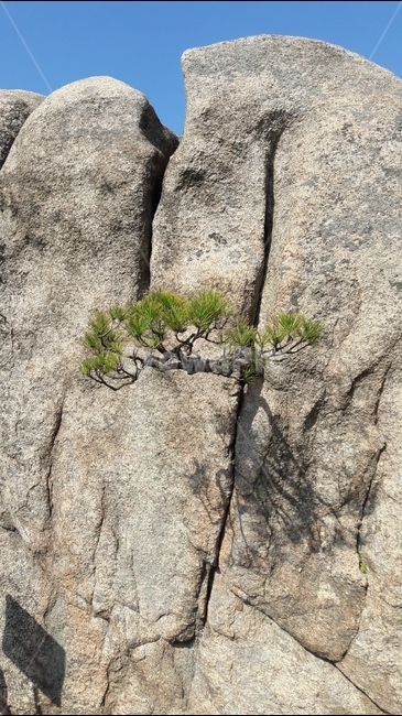 바위,소나무,산,용봉산,생명,자연,식물,자연,plants,nature,나무,trees,wood