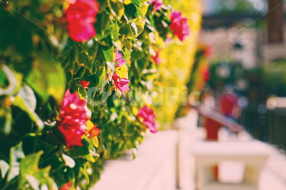 꽃,자연,싱그러움,감성,풍경,봄,분홍꽃,nature,flower,spring,landscape,식물,자연,plants,nature,꽃,flower,감성,sensible,feeling