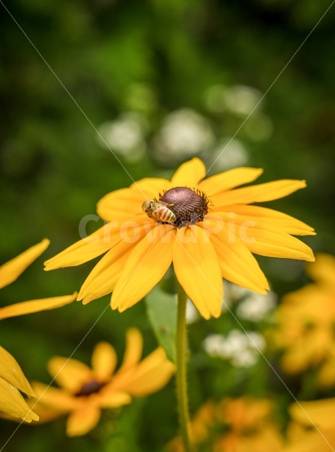 꽃,벌,자연,노란색,접사,식물,자연,plants,nature,꽃,flower,동물,animal,곤충,벌레,insect,bug