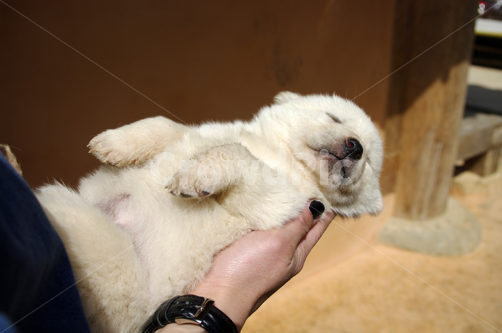 강아지,동물,애완견,반려견,개,animal,동물,animal,포유류,mammal,개,강아지,dog,doggy
