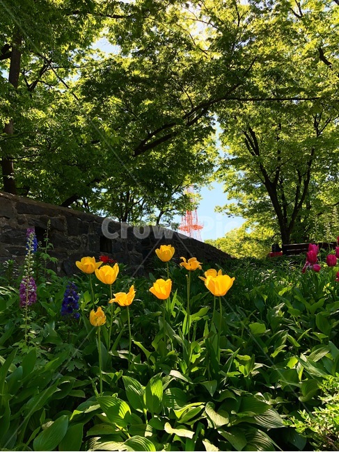 꽃,식물,자연,아름다운,flower,nature,colorful,plant,tulip,yellow,튤립
