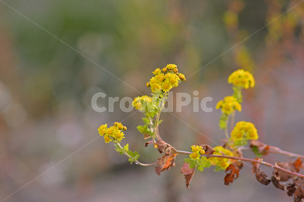 들국화,산국,국화과,노랑색꽃,가을꽃,보케,배경,플레어,백그라운드,background,wildflowers,plant,식물,꽃,빛망울,야외,옥외,들꽃,야생화,우리꽃,토종,향기,옐로우,bokeh,flare,식물,자연,plants,nature,꽃,flower