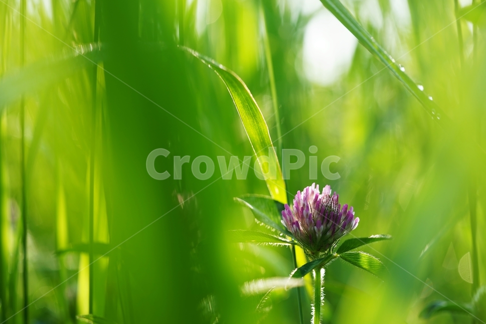 붉은토끼풀,토끼풀,풀꽃,클로버,아침이슬,식물,자연,plants,nature,꽃,flower