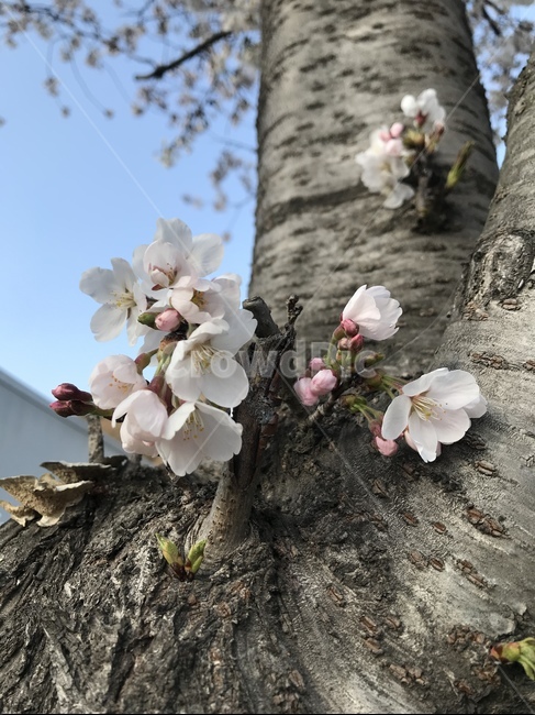 식물,plant,봄,벚꽃,하늘