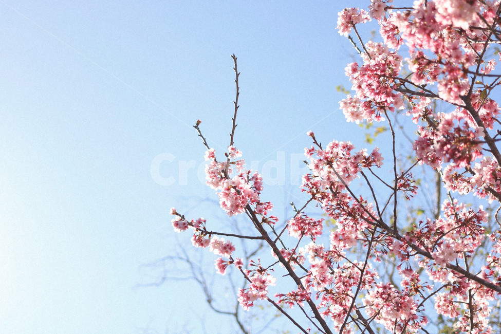 벚꽃,봄,하늘,나무,감성,분홍색,봄,계절,spring,season,식물,자연,plants,nature,꽃,flower,plant,blossom