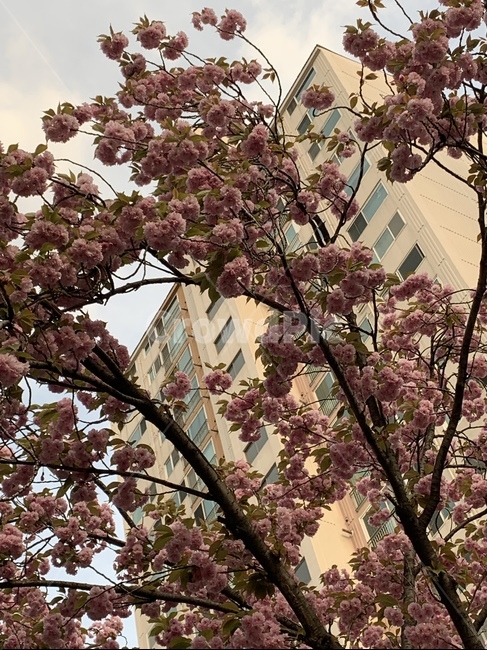 꽃,봄,아파트,자연,오후