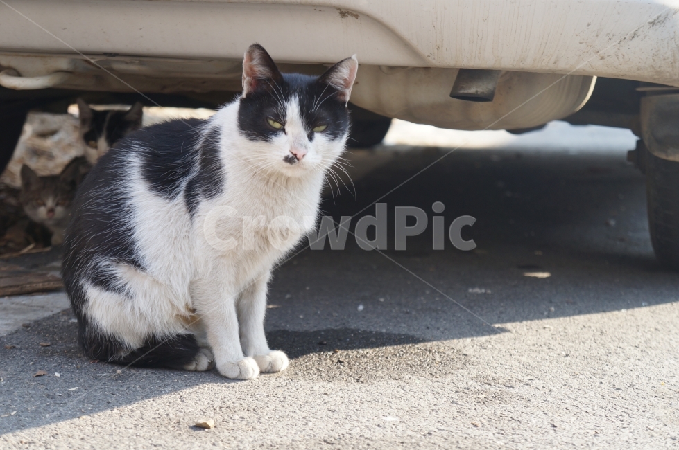 boundary,stray cat,cat,maternal love,ending of a word