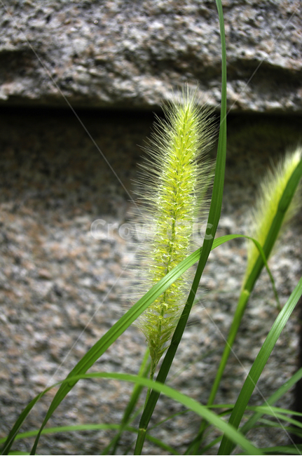 식물,plant,강아지풀,풀,잡초,식물,자연,plants,nature