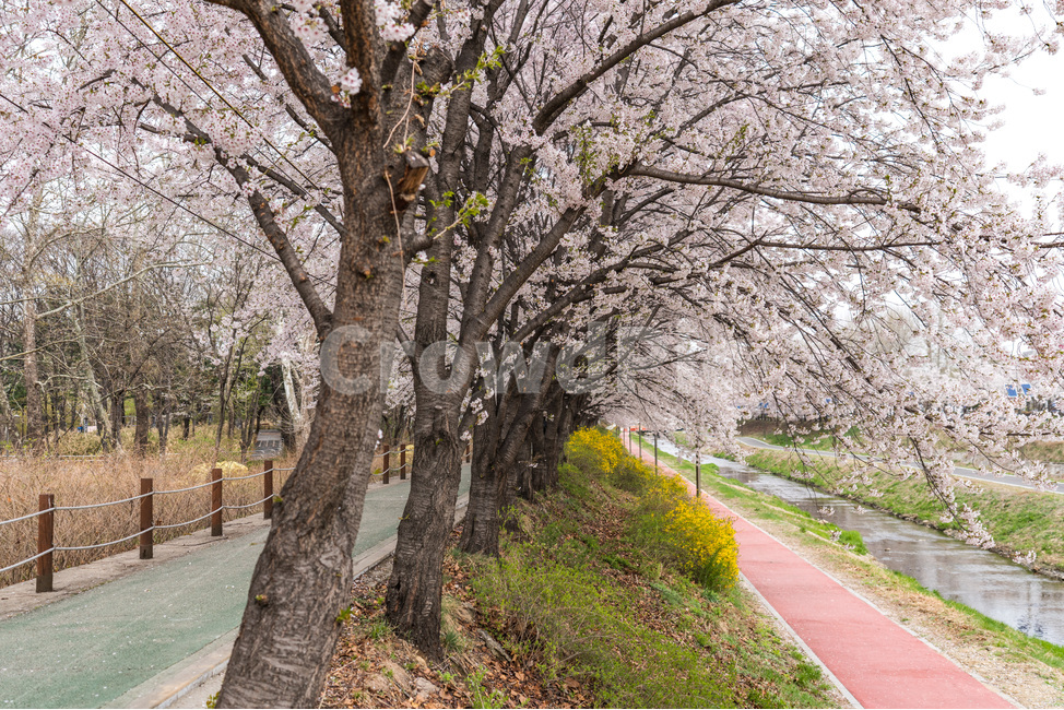 자연,natural,하늘,sky,구름,cloud,양재천,벚꽃,식물,plant,cherryblossom,물,water,푸릇,봄,spring,천,산책로,봄,계절,spring,season,식물,자연,plants,nature,나무,trees,wood,tree,tree trunk,나무 줄기