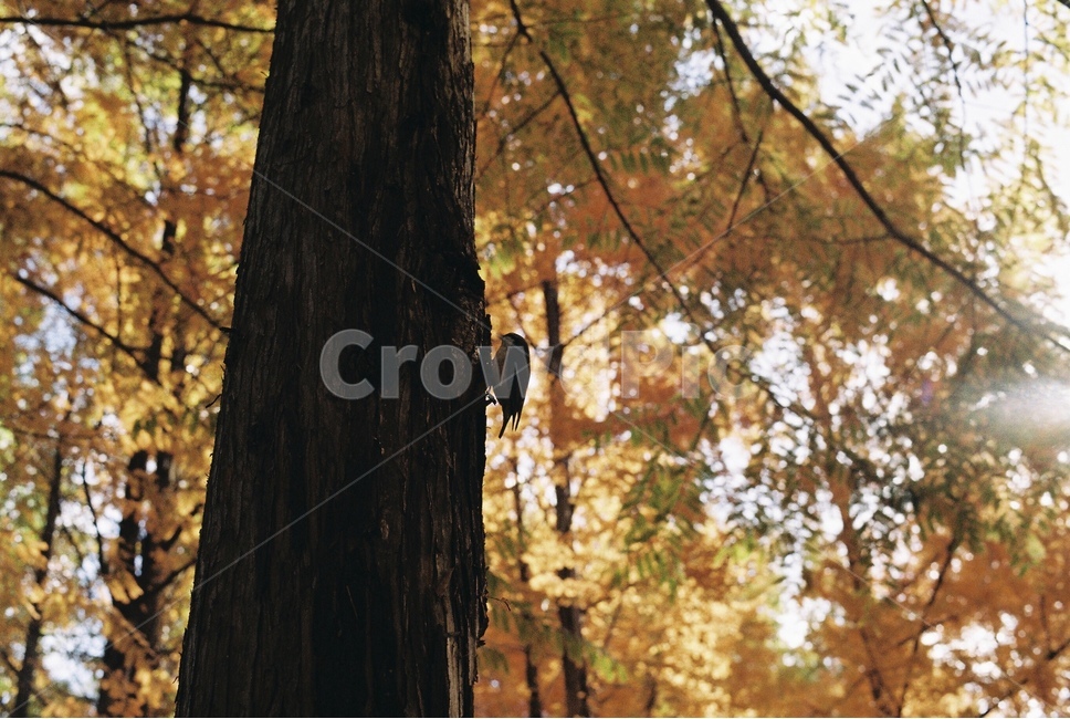 숲,가을,새,동고비,나무,자연,단풍,산새,가을,계절,fall,autumn,season,식물,자연,plants,nature,나무,trees,wood,동물,animal,조류,새,birds,tree,plant,tree trunk,나무 줄기
