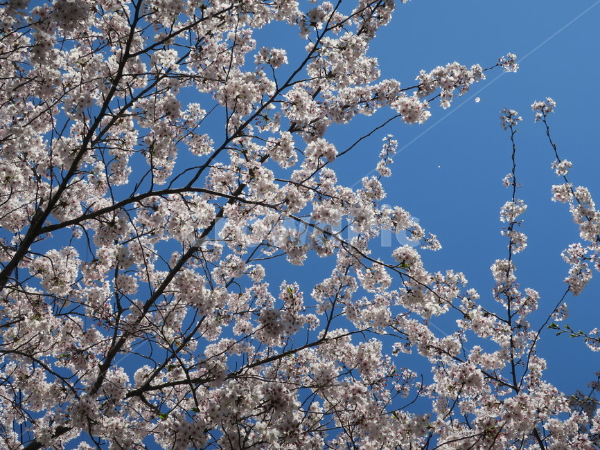 벚꽃,하늘,꽃,파란하늘,자연,식물,plant,blossom,cherryblossom,봄날,공원,봄,파랑