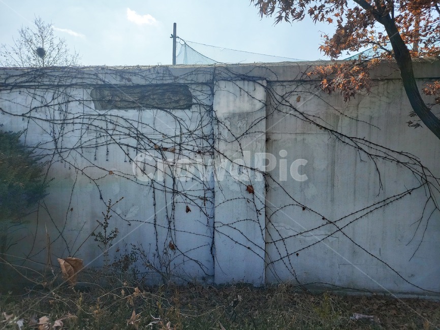nature,자연,outdoors,옥외,wall,벽,담쟁이,풍경,landscape,건물,building