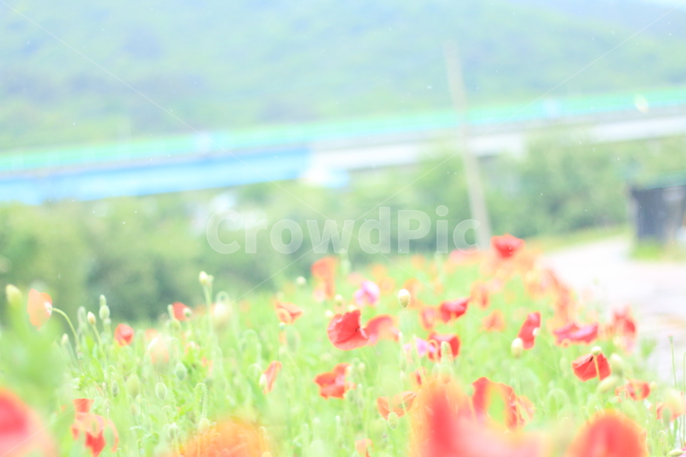 여름,시작,양귀비,위로,꽃,식물,자연,plants,nature,꽃,flower