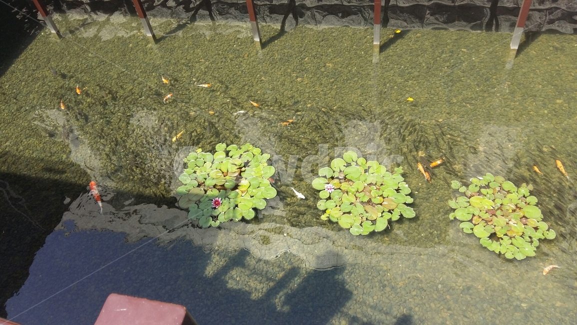 잉어,연잎,연꽃,전쟁기념관,연못,carp,carppond,lotus,lotusleaf