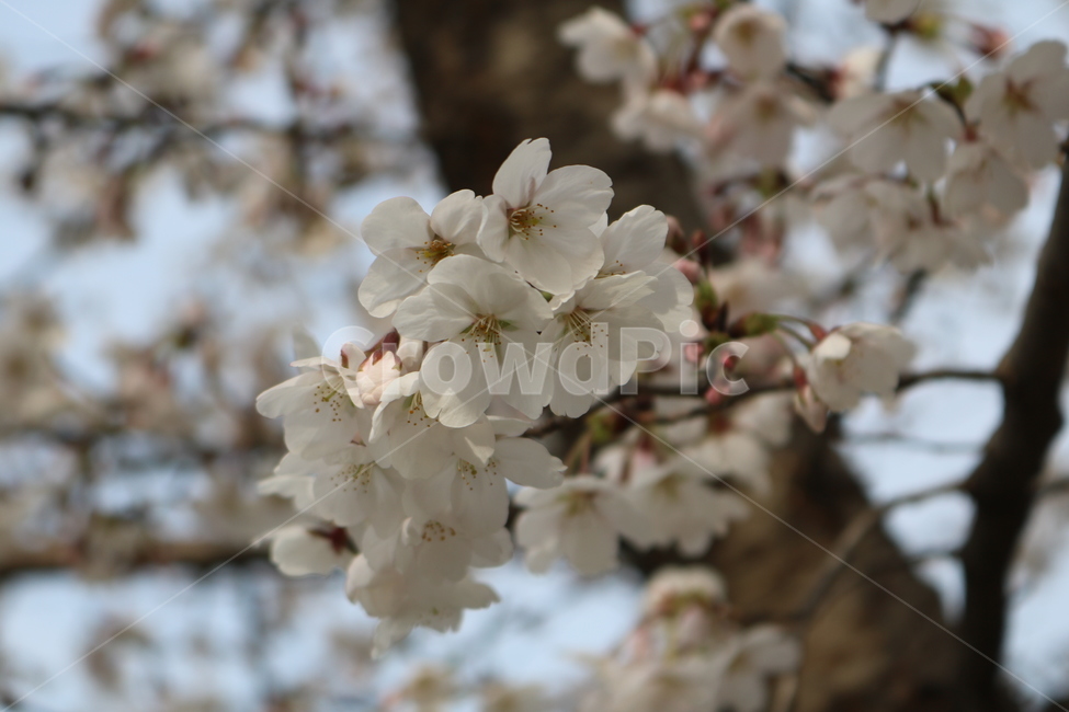 plant,식물,blossom,꽃,flower,벚꽃
