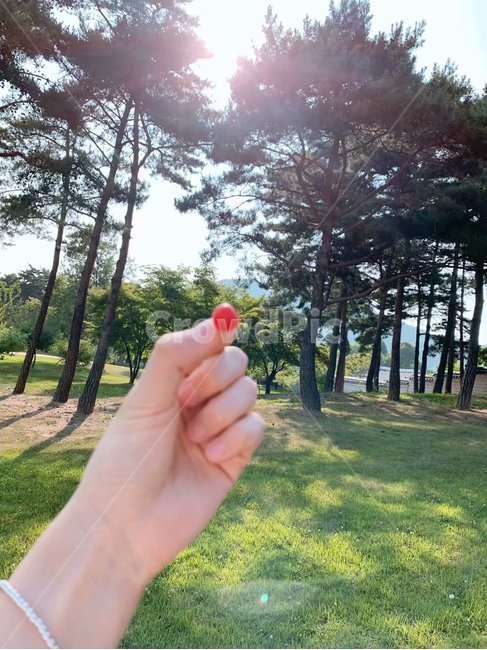 자연,나무,햇살,앵두,손
